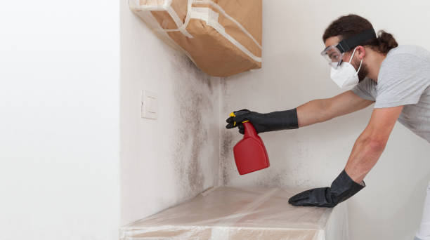 Professional Basement Mold Remediation technician working in Oakland, PA